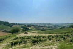 Ca-del-Profeta-16062023-I-vini-del-Monferrato-incontrano-la-nocciola-vigne-Montaldo-Scarampi