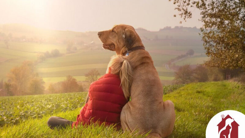 Quattro Zampe in Famiglia, il nuovo motore di ricerca per adottare cani e gatti