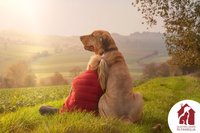 Quattro Zampe in Famiglia, il nuovo motore di ricerca per adottare cani e gatti