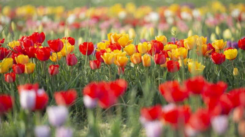 La primavera si avvicina e riapre Tulipania, il campo dei tulipani da raccogliere