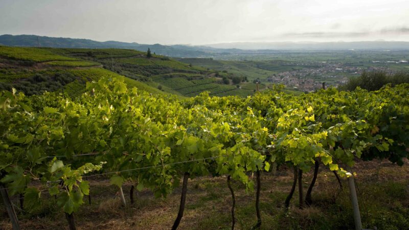 Le Colline Vitate del Soave entrano nell’Associazione PRIS