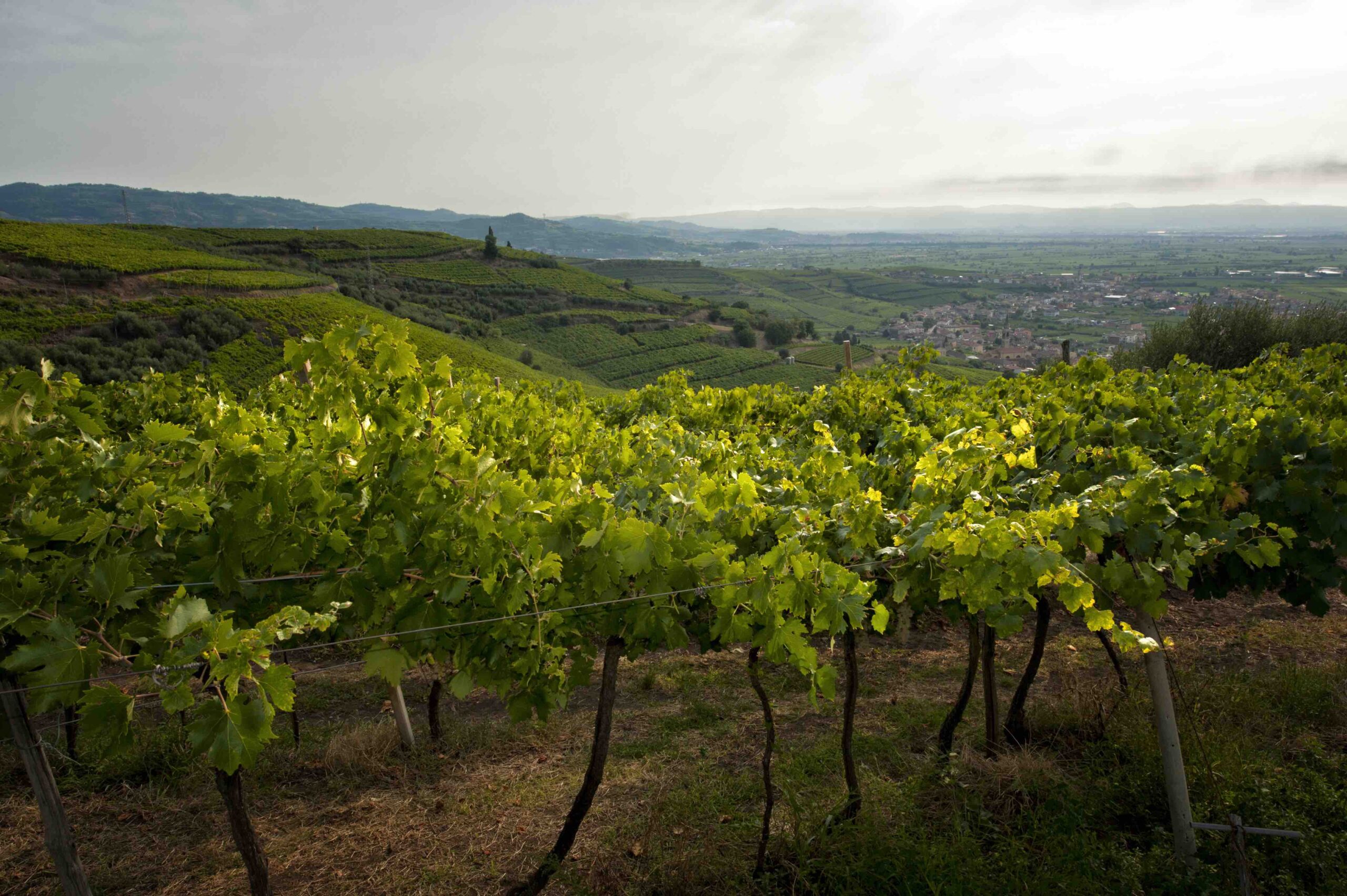 Le Colline Vitate del Soave entrano nell’Associazione PRIS