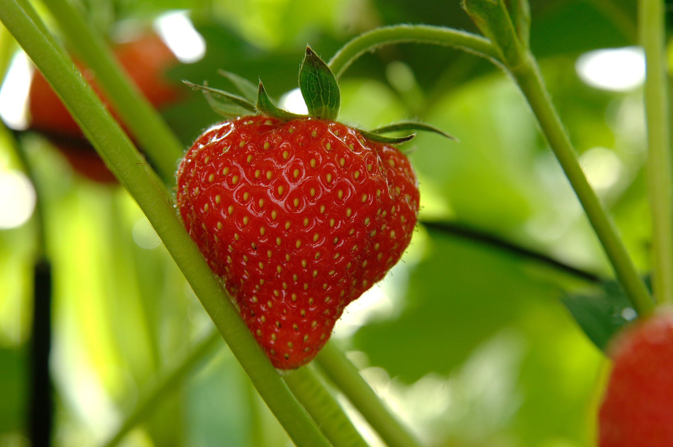 9^ Giornata tecnica dei piccoli frutti: punto su difesa e gestione in campo