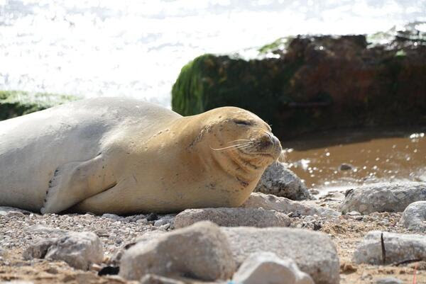 La foca Yulia innamorata di Israele è ritornata a visitare le spiagge di Tel Aviv