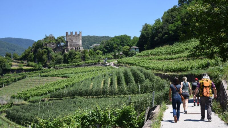 Müller Thurgau: tutto pronto per la 36^ rassegna dedicata al celebre vitigno, in programma dal 6 al 9 luglio in Val di Cembra