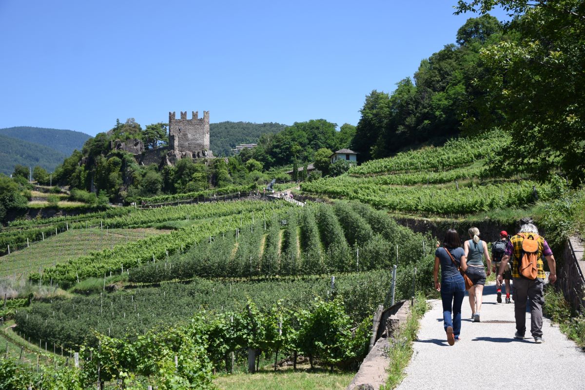 Müller Thurgau: tutto pronto per la 36^ rassegna dedicata al celebre vitigno, in programma dal 6 al 9 luglio in Val di Cembra