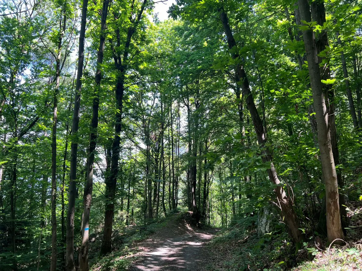 Conad e Chep, progetto di gestione forestale nella Bassa Valle Camonica