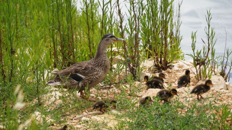 AQP restituisce acqua in natura contribuendo a conservare biodiversità