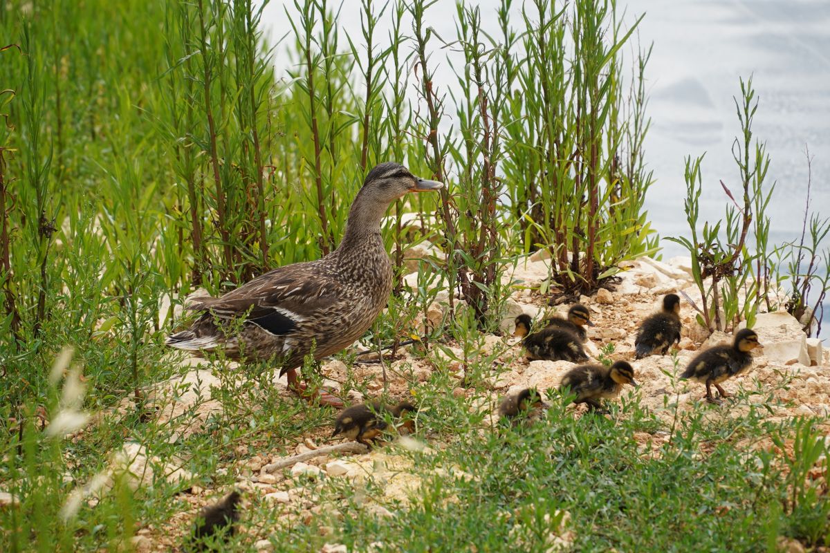 AQP restituisce acqua in natura contribuendo a conservare biodiversità