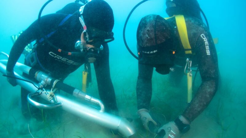 Terna avvia in Sicilia il trapianto sperimentale di Cymodocea nodosa