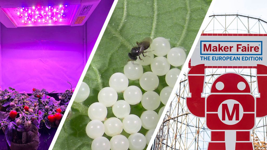 ENEA a Maker Faire 2024 con orti spaziali e lotta alle specie aliene