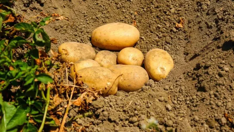 Potatoes Forever!, le patate del raccolto 23/24 sulle tavole per Natale