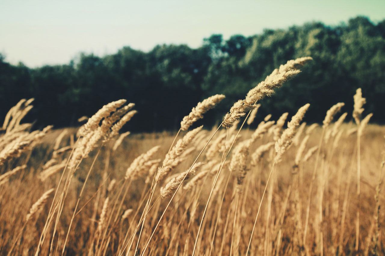 Agroalimentare: cresce l’impatto sul PIL italiano