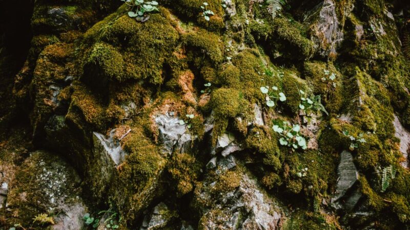 Un nuovo studio con i muschi, “Terra dei Fuochi è anche nelle piante”