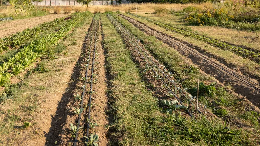 Agricoltura, nel 2024 occupazione e produzione in crescita