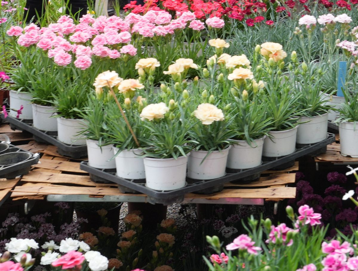 La Pietra “I dati del comparto florovivaistico premiano il lavoro delle imprese”