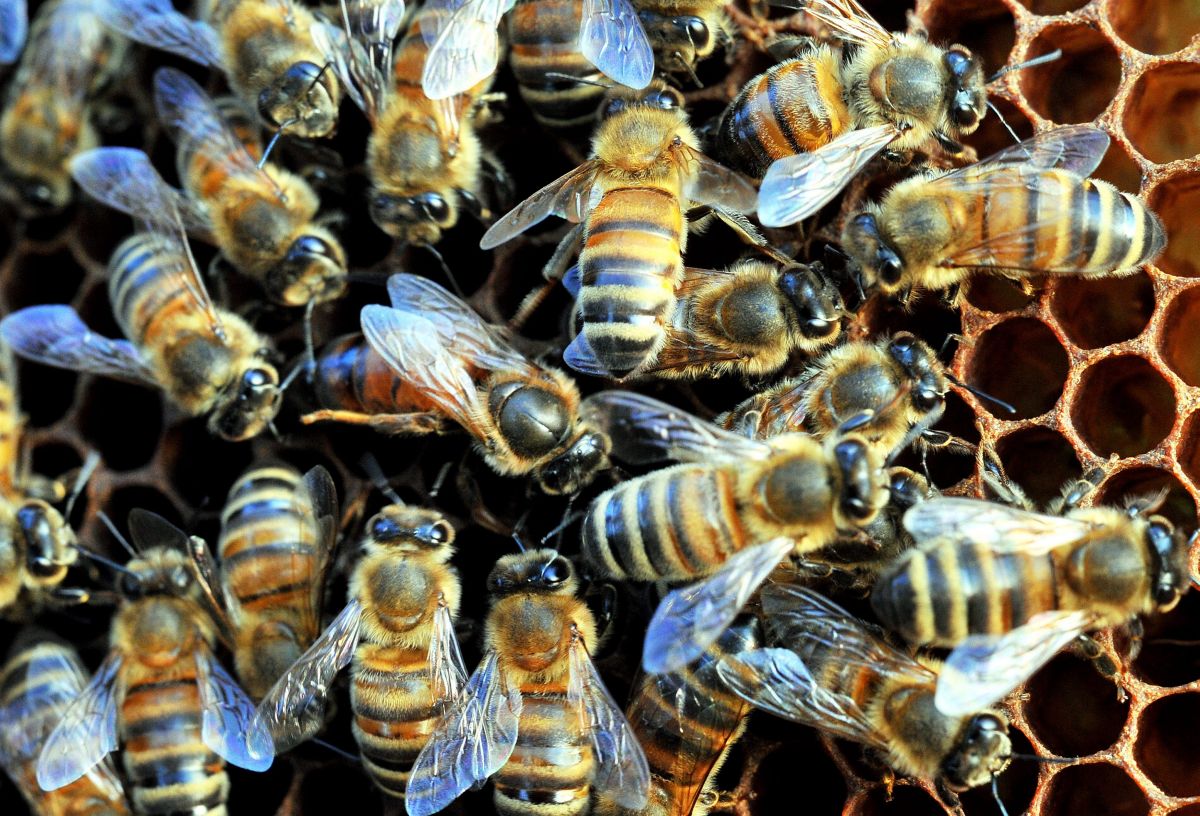 Confagricoltura, gli apicoltori incontrano Schillaci e Lollobrigida: “Il benessere delle api è un fattore strategico”