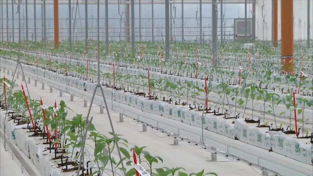 Bayer apre le porte all’innovazione, nuove serre hi-tech a Latina