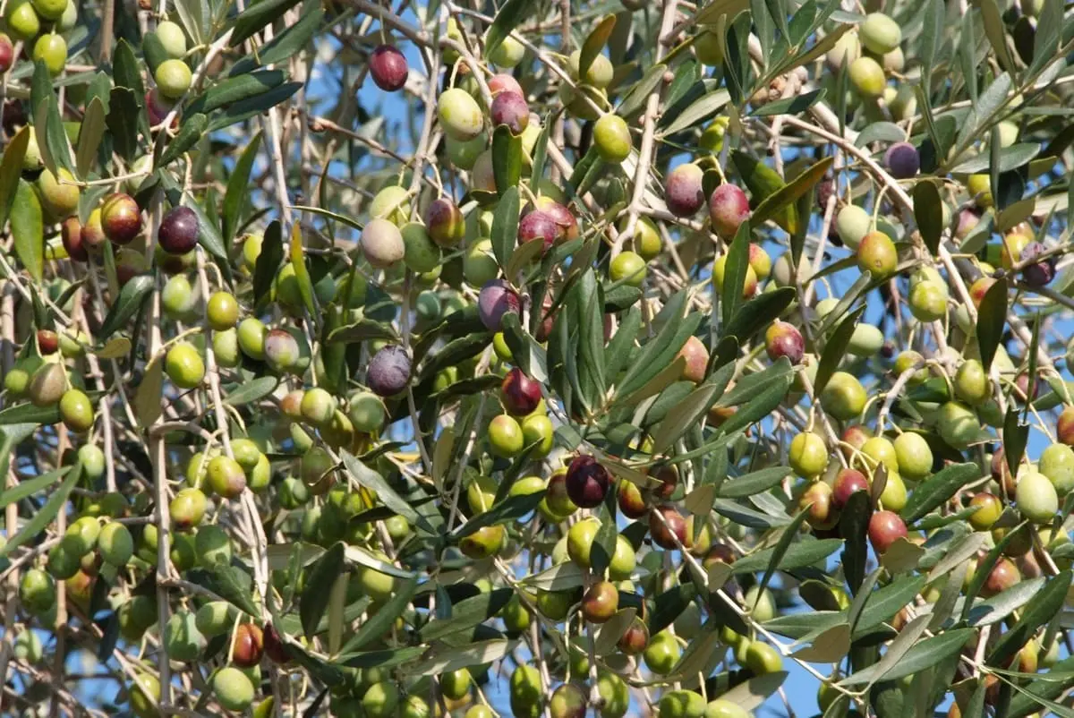 Visite in frantoio e itinerari tra gli uliveti, l’oleoturismo piace al 64% degli italiani