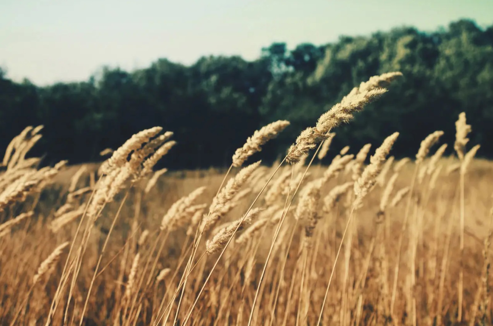 Emilia-Romagna, rinnovato accordo tra Gruppo Barilla e i cerealicoltori regionali