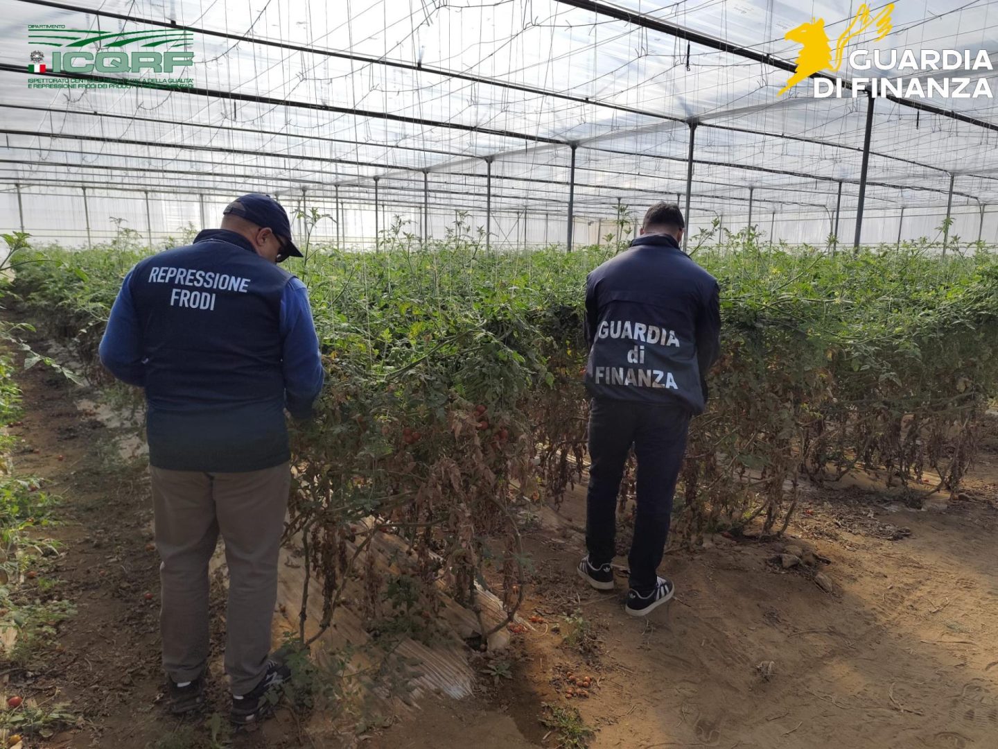 Semi di pomodoro contraffatti, maxi sequestro e denunce nel Ragusano. Lollobrigida “Difendere la legalità significa proteggere le filiere” / Video