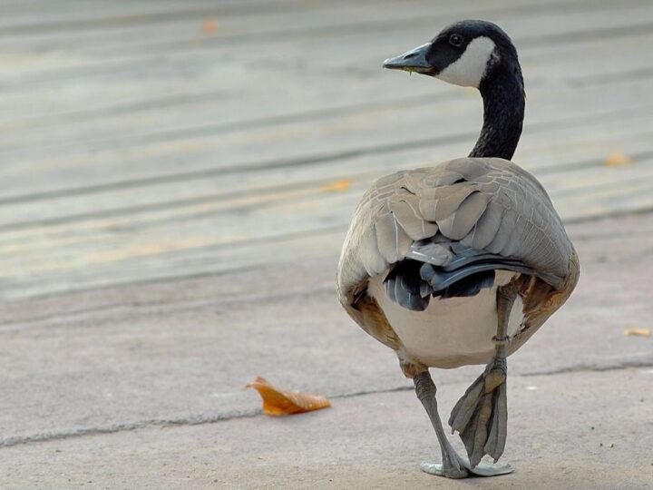 Banca del Fucino al fianco del Bioparco di Roma per il “City Future Challenge”