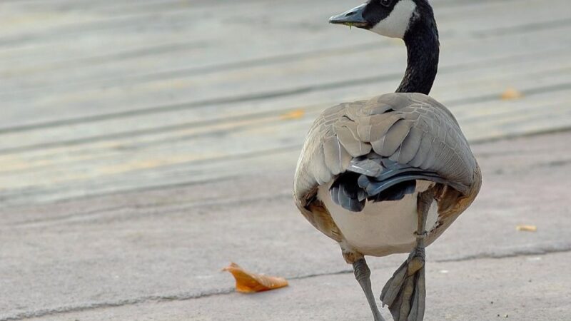 Banca del Fucino al fianco del Bioparco di Roma per il “City Future Challenge”
