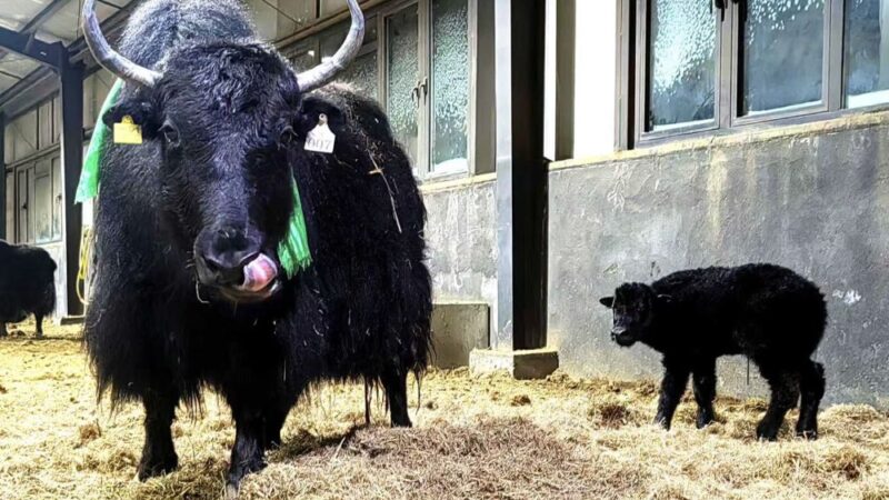 In Cina la prima clonazione di gruppo di 10 yak