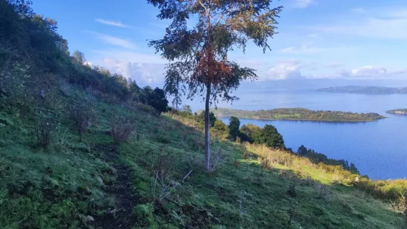 Mundys, Neya lancia in Cile un nuovo progetto di riforestazione di 170 ettari