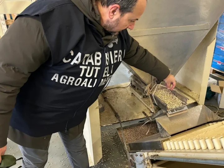 A Reggio Emilia sequestrate 90 tonnellate di cereali e legumi invase dai roditori. Lollobrigida “Controlli decisivi per tutela salute e Made in Italy”