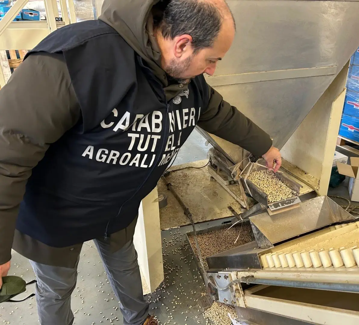 A Reggio Emilia sequestrate 90 tonnellate di cereali e legumi invase dai roditori. Lollobrigida “Controlli decisivi per tutela salute e Made in Italy”