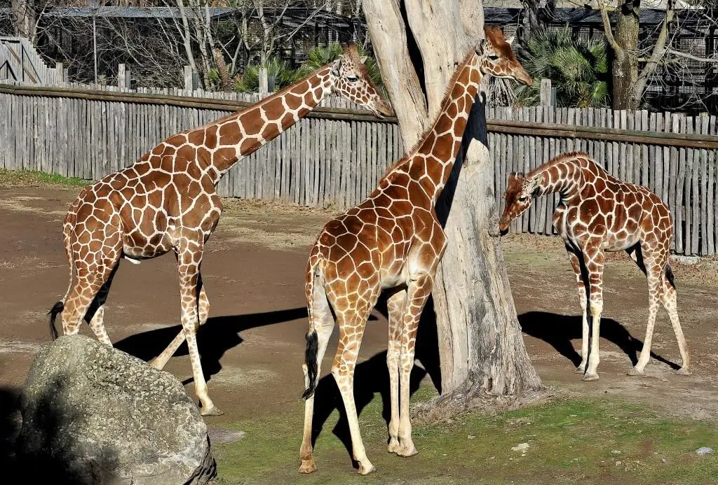 Banca del Fucino, la musica del Teatro dell’Opera di Roma al Bioparco