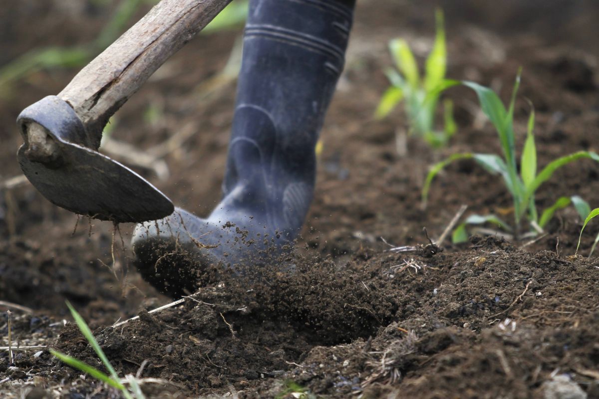 Cina, gli scarti agricoli diventano biochar ad alto valore