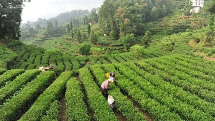 La Cina potenzia i settori della tradizione, dalla seta al tè alla porcellana