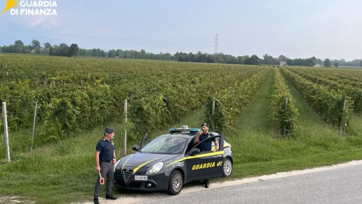 Vendemmia in nero, scoperti 25 braccianti irregolari nel trevigiano