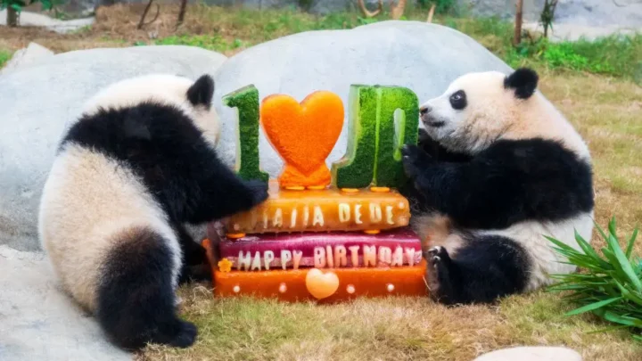 L’Ocean Park di Hong Kong celebra i 50 anni con nuove strutture e iniziative